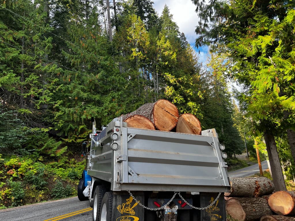 Dump truck loaded with large tree logs for removal along a forested roadside