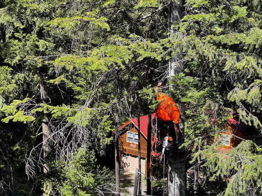 Tree removal project near Leavenworth WA
