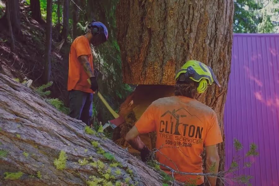 Tree service crew climbing in Leavenworth WA