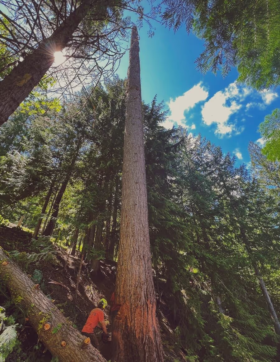 Tree trimming crew near Leavenworth WA