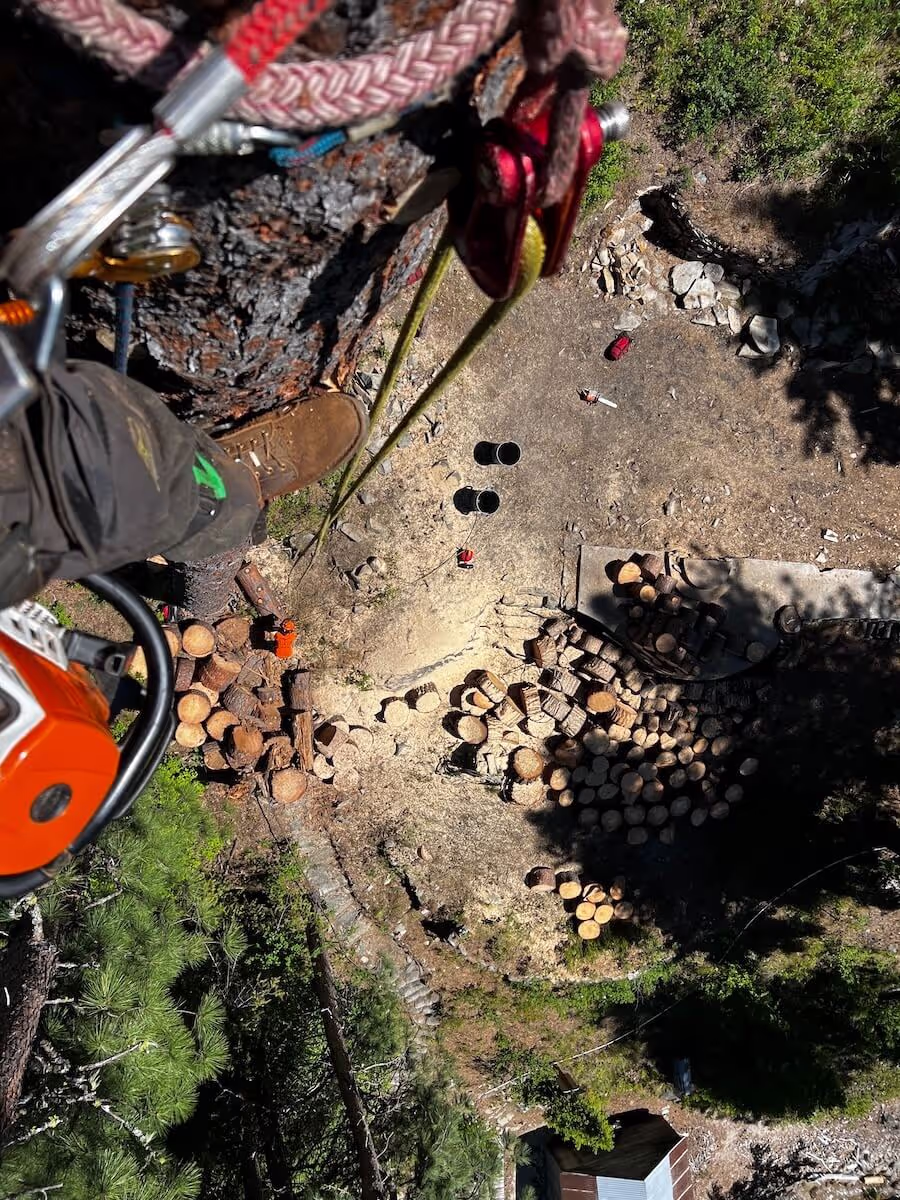 Professional tree service Leavenworth WA crew