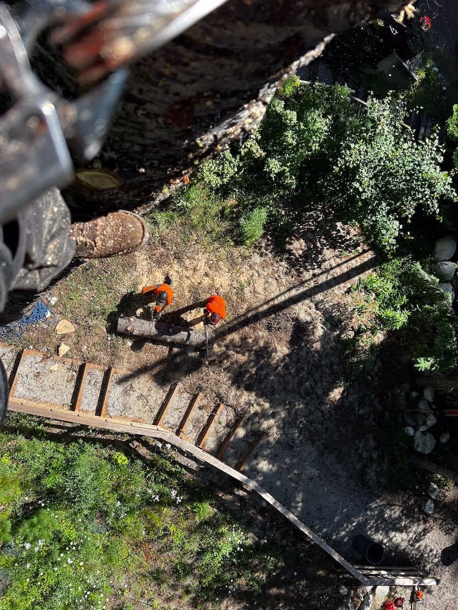 Clifton Tree Service professional tree care in Leavenworth WA