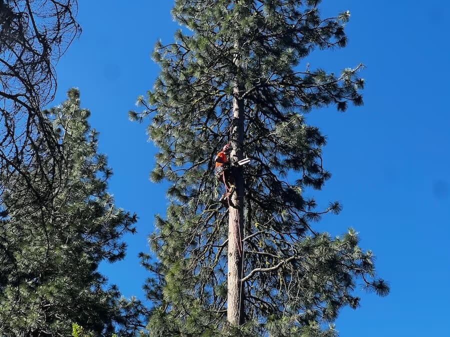 Tree removal and hauling Leavenworth WA