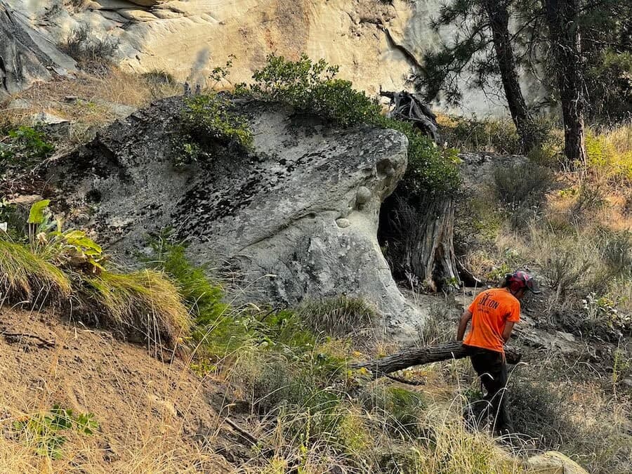 Professional tree climbing Leavenworth WA