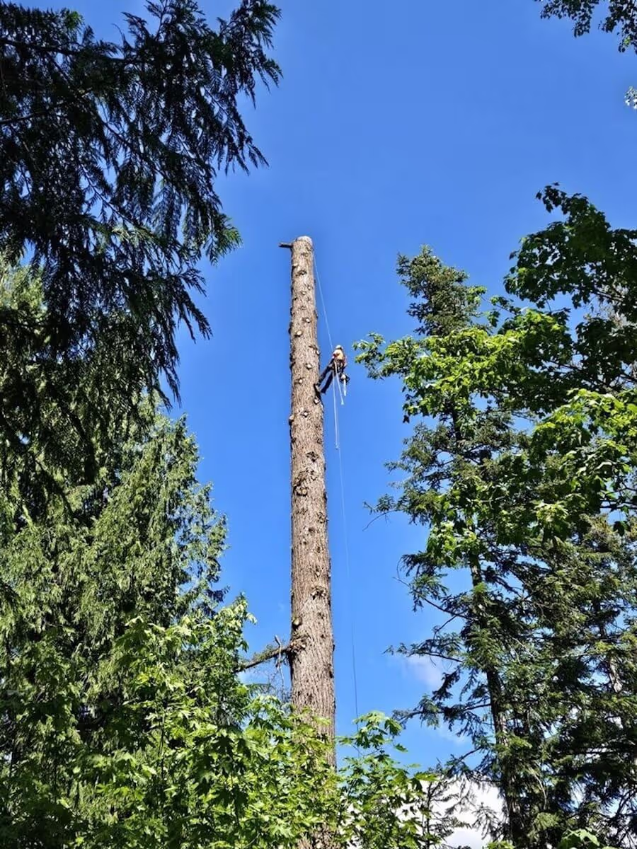 Arborist pruning trees in Leavenworth WA