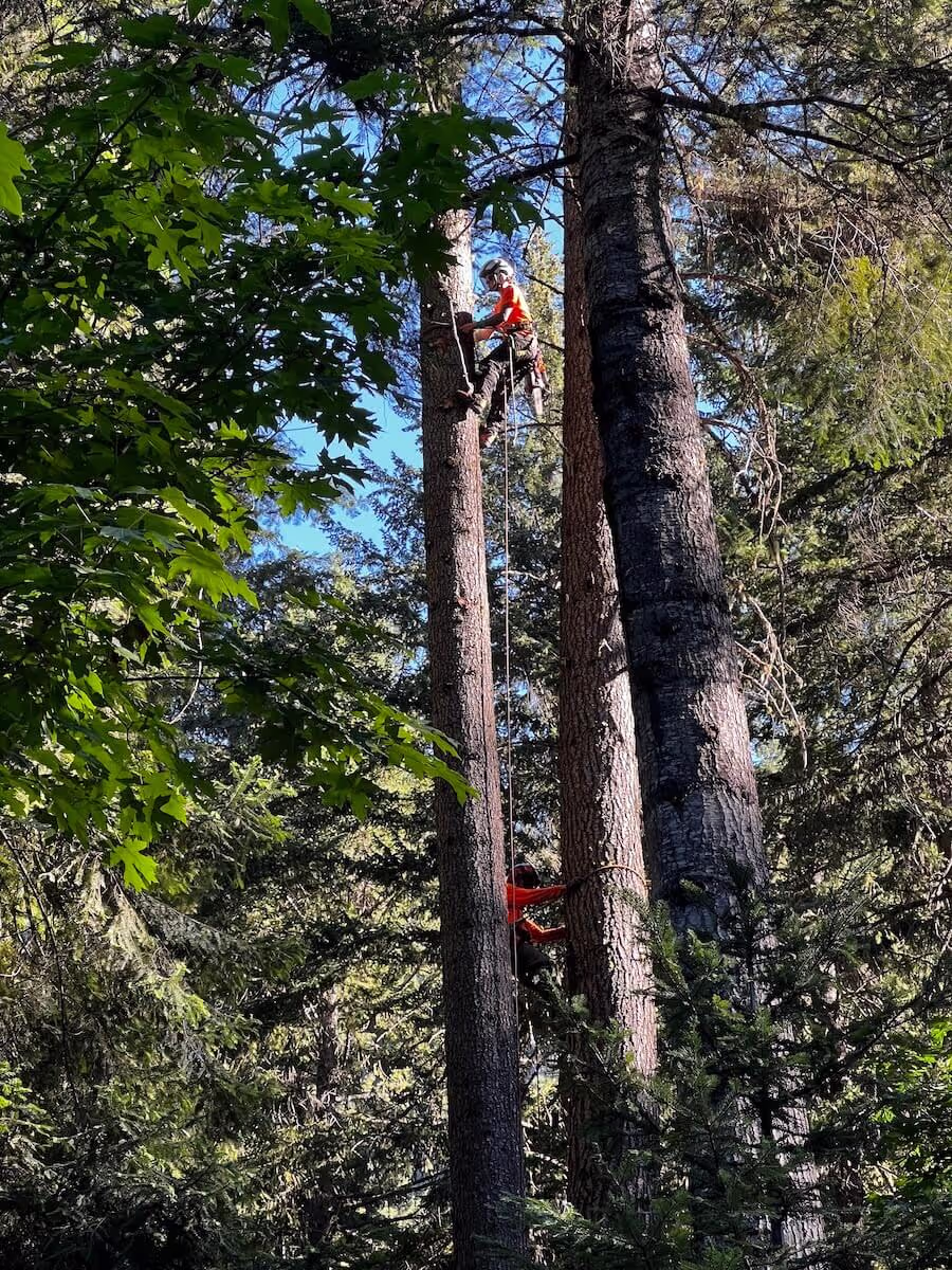 Arborist tree care Leavenworth WA
