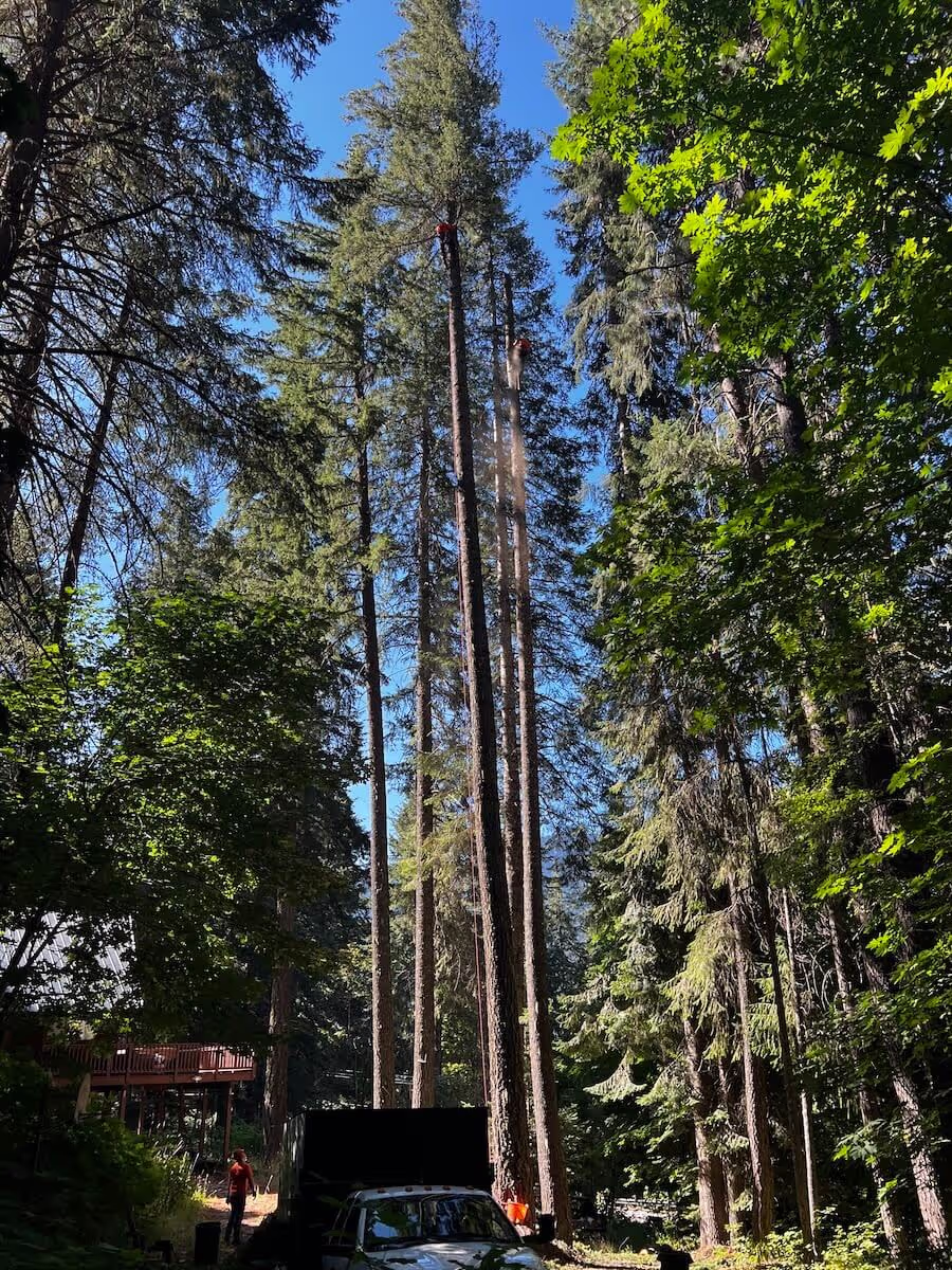 Clifton Tree Service project Leavenworth WA