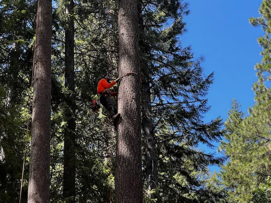 Tree trimming professionals Leavenworth WA
