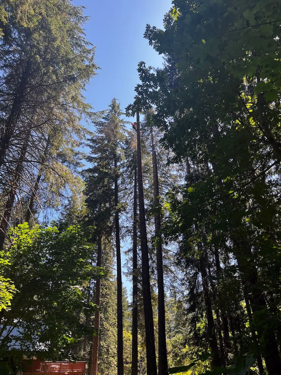 Professional tree service project Leavenworth WA
