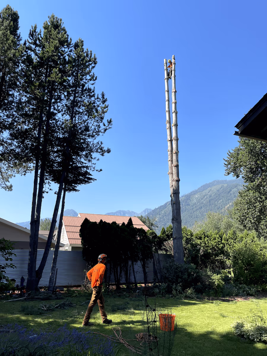 Tree care professionals working in Leavenworth WA