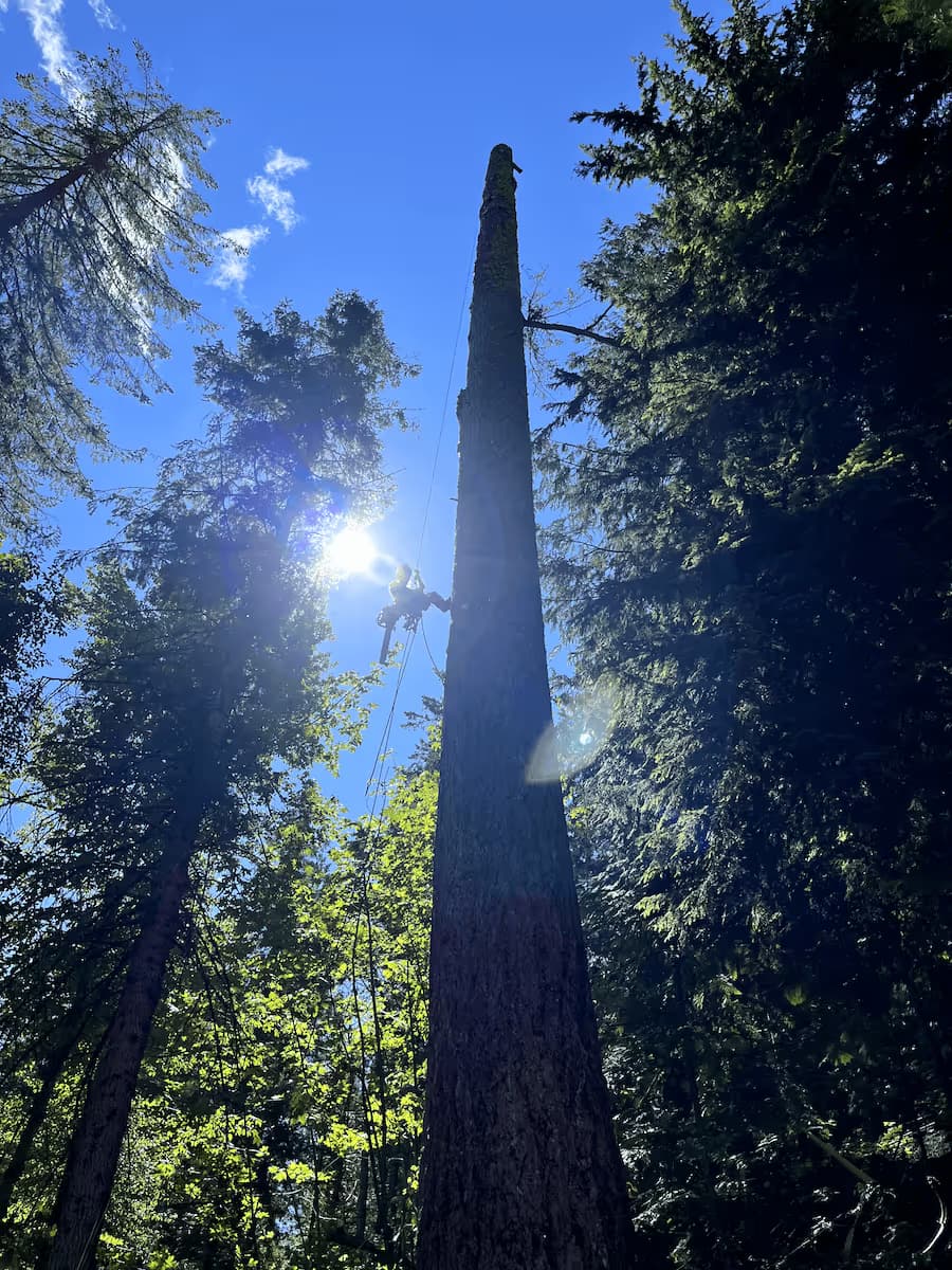 Clifton Tree Service crew rigging in Leavenworth WA