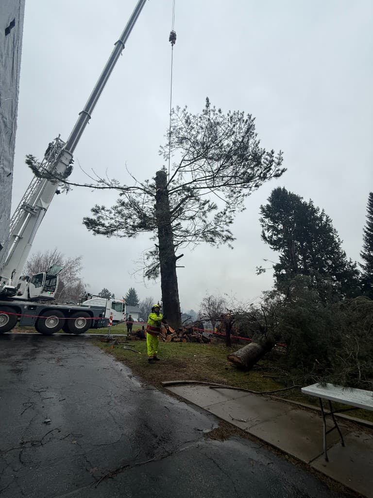 Worker in high-visibility gear guiding a large pine section suspended from a crane on a wet residential site