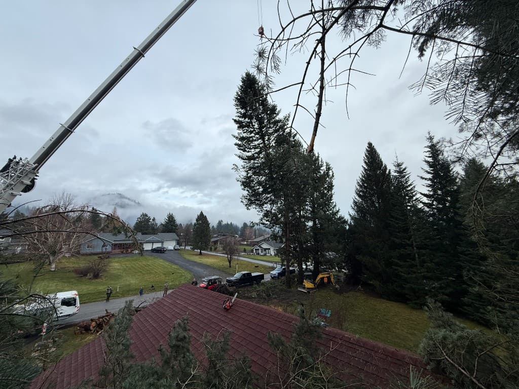 Wide view of crane, excavator, and crew during tree removal in a residential neighborhood with mountains in the distance
