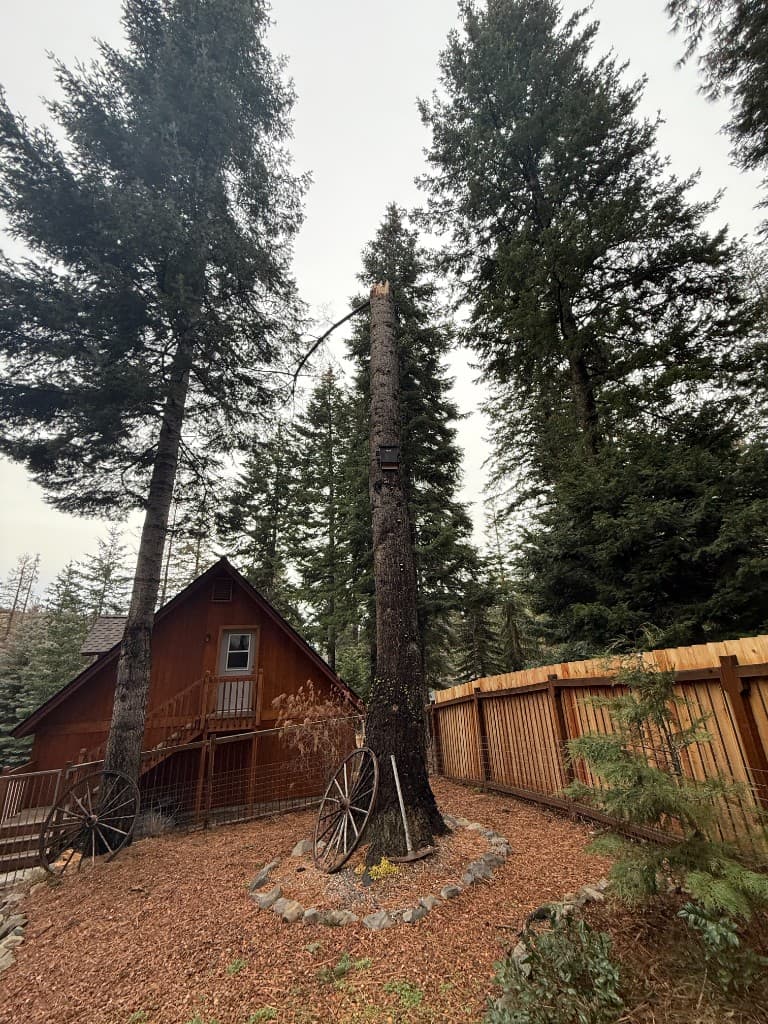 Hazard Tree Assessment - Clifton Tree Service Leavenworth WA