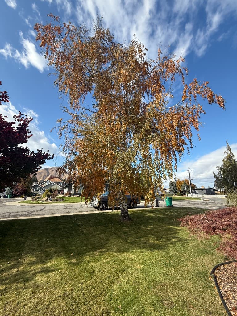 Mature birch tree in a residential front yard with autumn foliage, street and homes in the background