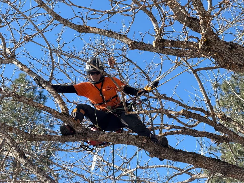 Clifton Tree Service arborist performing selective pruning in the tree canopy, Leavenworth WA
