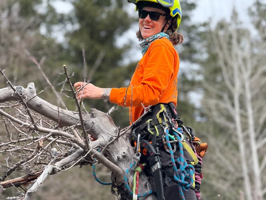 Clifton Tree Service arborist pruning small branches in a tree, Leavenworth WA