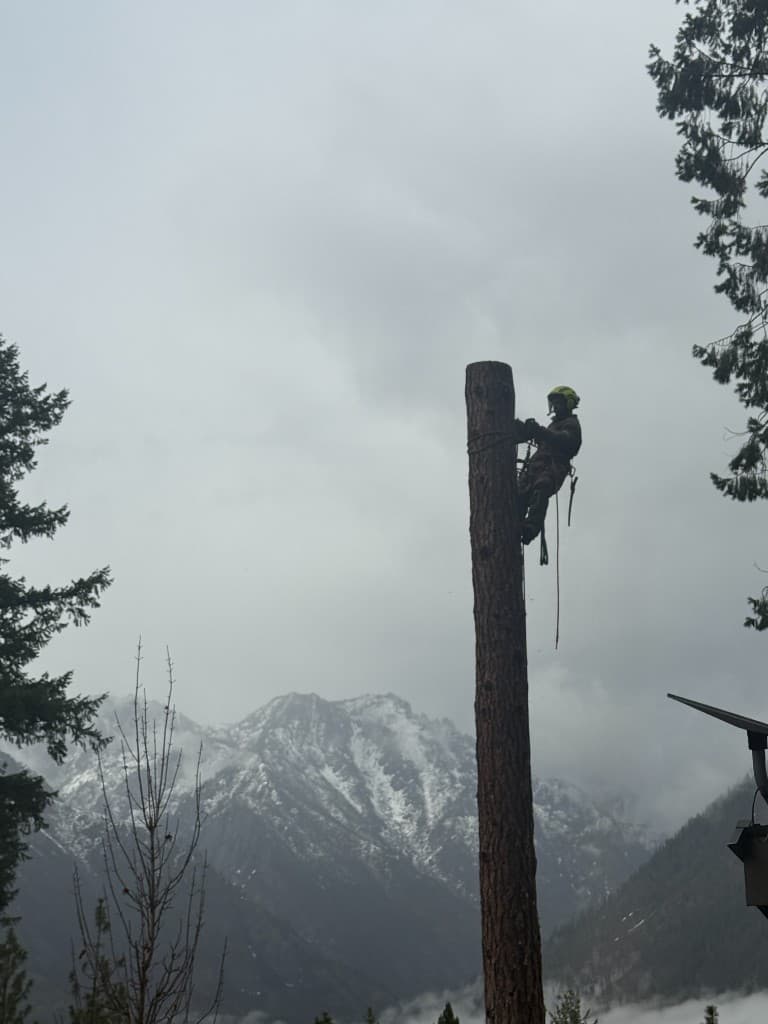 Arborist high on a limbed trunk with climbing gear, mountains and valley in the background