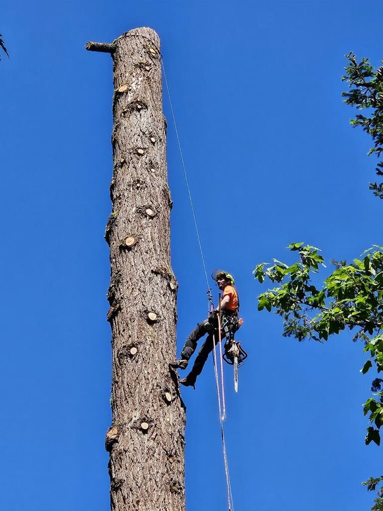 Certified climber dismantling a tall tree in sections with ropes and harness against a clear sky