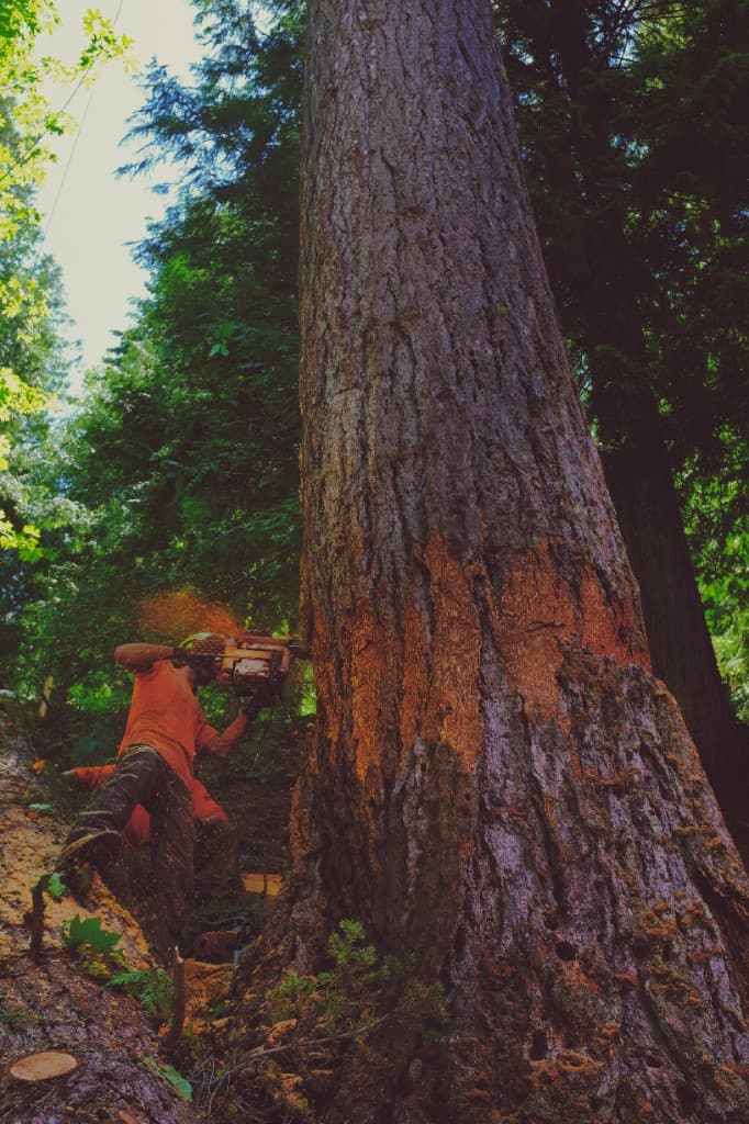 Arborist with chainsaw cutting into a very large conifer trunk on a forested slope, chips flying from the cut
