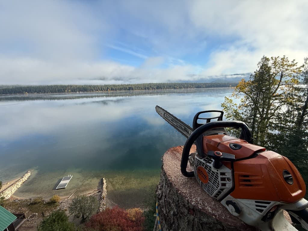 Fresh stump with professional chainsaw at a lakeside property after sectional tree removal