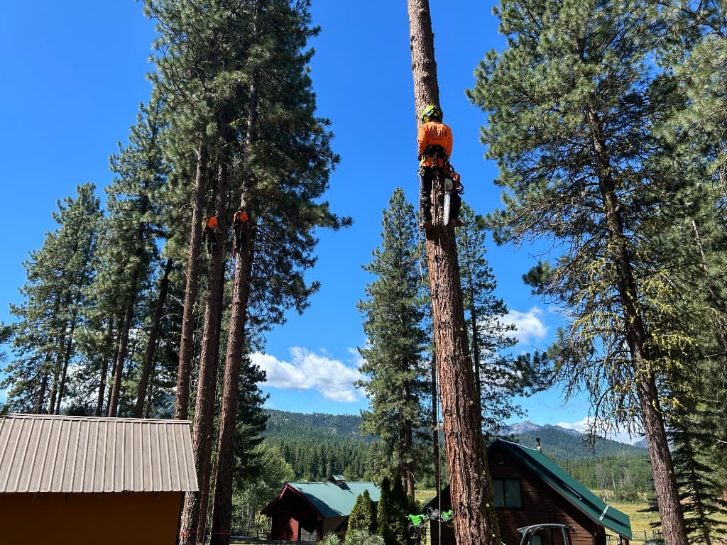 Professional arborists climbing tall pine trees at a residential property in the mountains