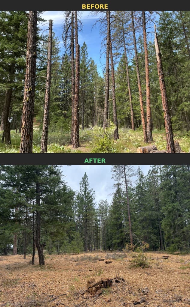 Before and after wildfire mitigation: dense forest with ladder fuels above, and the same area after thinning and ground fuel reduction with wood mulch below