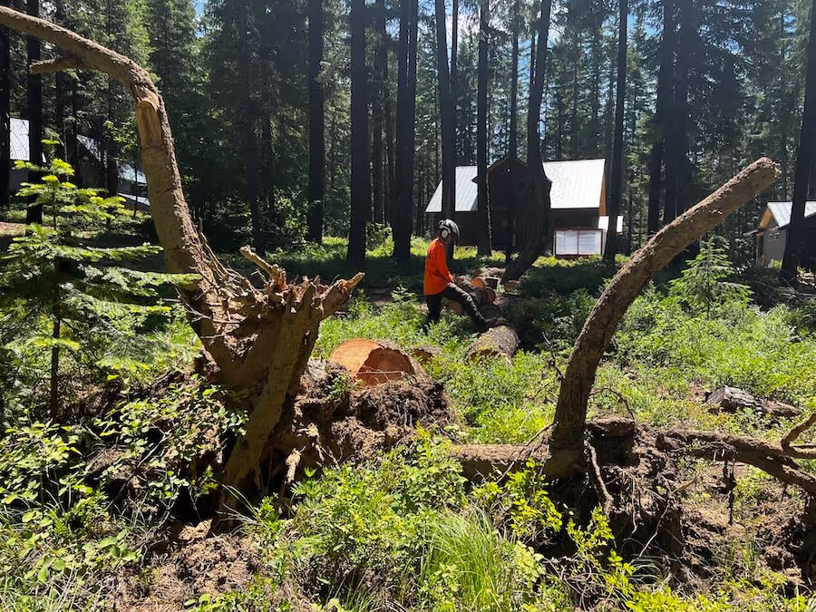 Wildfire Mitigation - Clifton Tree Service Leavenworth WA