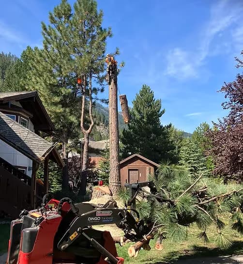 Tree Removal - Clifton Tree Service Leavenworth WA