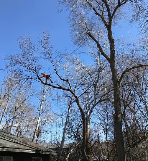 Tree Maintenance & Pruning - Clifton Tree Service Leavenworth WA